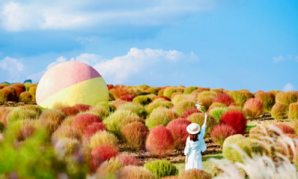 @成都人，粉黛+地肤，空港花田给你独属的秋日浪漫！