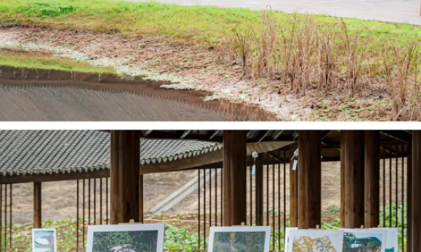 再添靓丽新名片 三鱼萌狮文化村书写公园城市示范区乡村表达